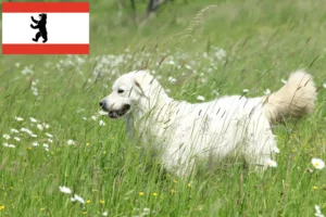 Lees meer over het artikel Slovensky Cuvac fokkers en pups in Berlijn
