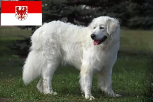 Lees meer over het artikel Slovensky Cuvac fokkers en pups in Brandenburg