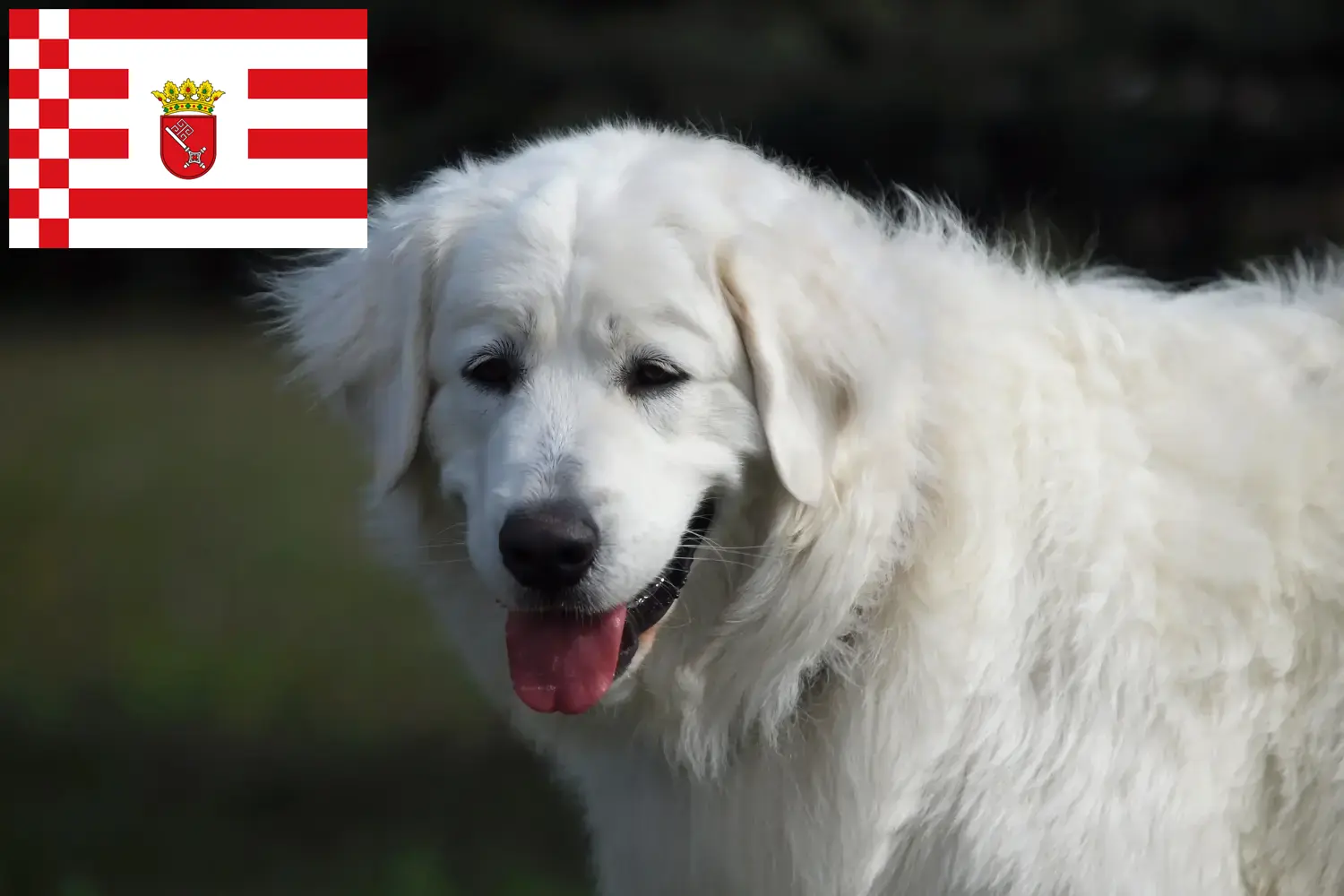 Lees meer over het artikel Slovensky Cuvac fokkers en pups in Bremen
