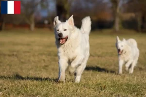 Lees meer over het artikel Slovensky Cuvac fokkers en pups in Frankrijk