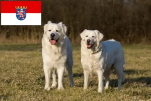 Lees meer over het artikel Slovensky Cuvac fokkers en pups in Hessen