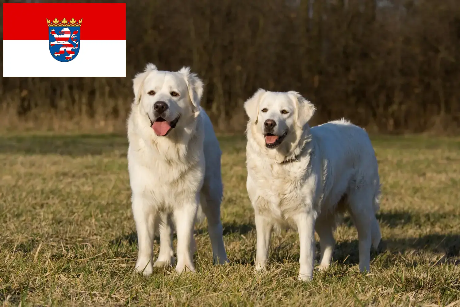 Lees meer over het artikel Slovensky Cuvac fokkers en pups in Hessen