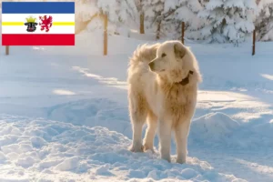Lees meer over het artikel Slovensky Cuvac fokkers en pups in Mecklenburg-Vorpommern