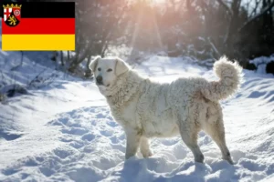 Lees meer over het artikel Slovensky Cuvac fokkers en pups in Rijnland-Palts