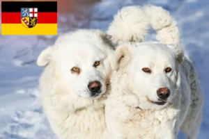 Lees meer over het artikel Slovensky Cuvac fokkers en pups in Saarland