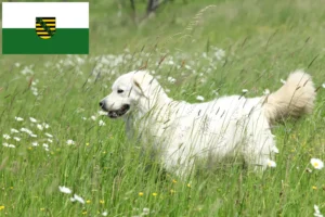 Lees meer over het artikel Slovensky Cuvac fokkers en pups in Saksen