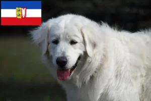 Lees meer over het artikel Slovensky Cuvac fokkers en pups in Sleeswijk-Holstein