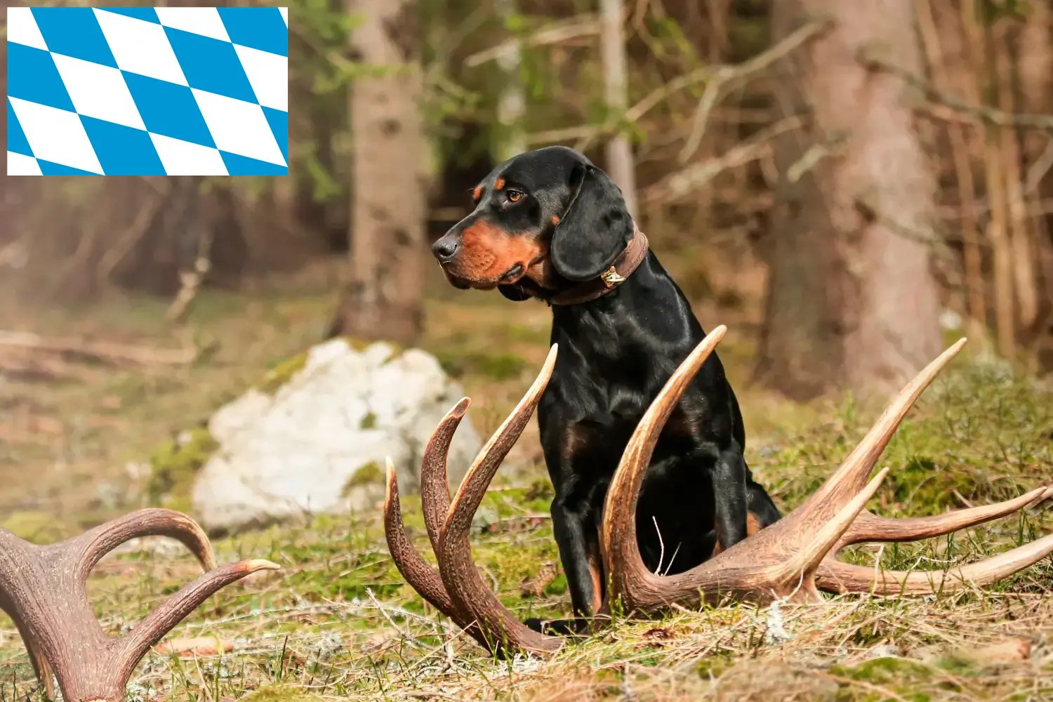 Slovenský kopov pups en fokkers Beieren Hier vind je Slovenský kopovs fokkers in Beieren.