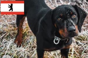 Lees meer over het artikel Slovenský kopov fokkers en puppies in Berlijn