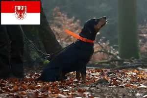 Lees meer over het artikel Slovenský kopov fokkers en pups in Brandenburg