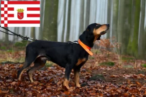 Lees meer over het artikel Slovenský kopov fokkers en pups in Bremen