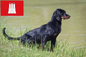 Lees meer over het artikel Slovenský kopov fokkers en pups in Hamburg