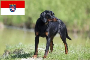Lees meer over het artikel Slovenský kopov fokkers en pups in Hessen