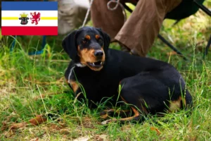 Lees meer over het artikel Slovenský kopov fokkers en pups in Mecklenburg-Vorpommern
