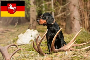 Lees meer over het artikel Slovenský kopov fokkers en pups in Nedersaksen