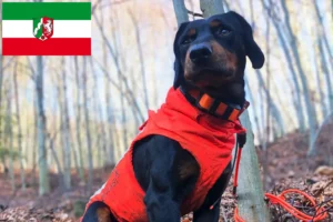 Lees meer over het artikel Slovenský kopov fokkers en pups in Noordrijn-Westfalen