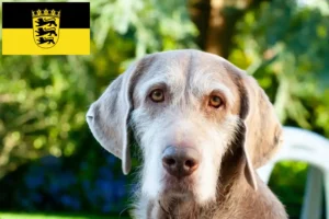 Lees meer over het artikel Slowaakse Ruwbaard fokkers en pups in Baden-Württemberg