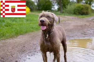 Lees meer over het artikel Slowaakse baard fokker en puppies in Bremen