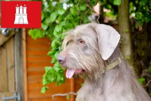 Lees meer over het artikel Slowaakse Roughbeard fokker en puppies in Hamburg