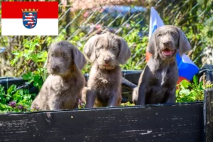 Lees meer over het artikel Slowaakse Ruwbaard fokkers en pups in Hessen