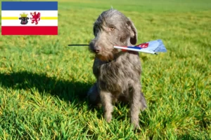 Lees meer over het artikel Slowaakse Ruwbaard fokkers en pups in Mecklenburg-Vorpommern