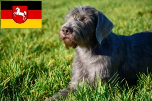 Lees meer over het artikel Slowaakse Baard fokkers en puppies in Nedersaksen