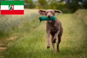 Lees meer over het artikel Slowaakse Ruwbaard fokkers en pups in Noordrijn-Westfalen