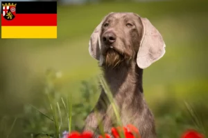 Lees meer over het artikel Slowaakse Ruwbaard fokkers en pups in Rijnland-Palts