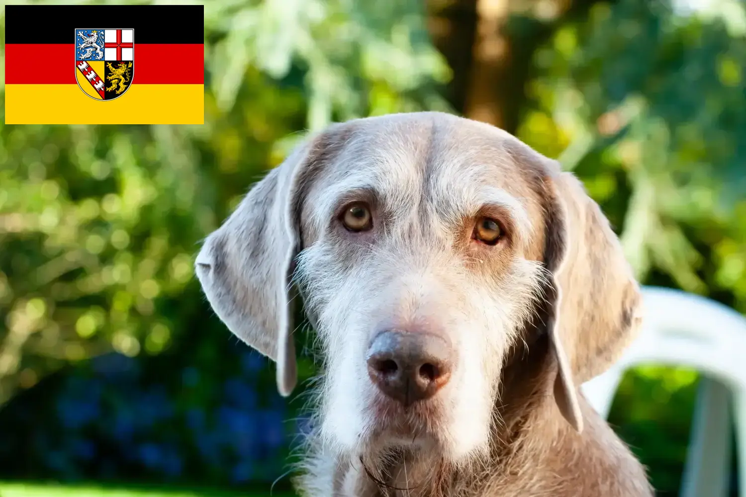Lees meer over het artikel Slowaakse baard fokker en puppies in Saarland