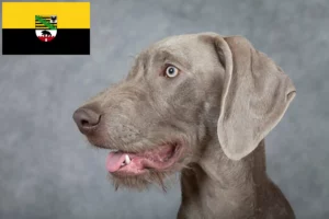 Lees meer over het artikel Slowaakse Ruwbaard fokkers en pups in Saksen-Anhalt