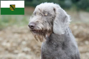 Lees meer over het artikel Slowaakse Ruwbaard fokkers en pups in Saksen