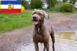 Lees meer over het artikel Slowaakse Ruwbaard fokkers en pups in Sleeswijk-Holstein