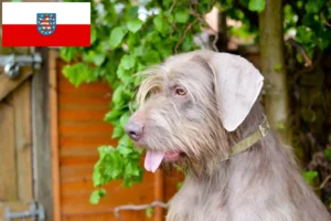 Lees meer over het artikel Slowaakse Ruwbaard fokkers en pups in Thüringen
