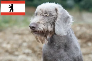 Lees meer over het artikel Slowaakse Roughbeard fokker en puppies in Berlijn