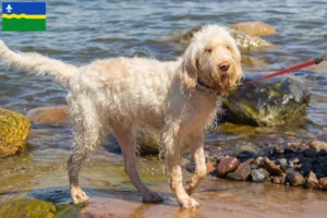 Lees meer over het artikel Spinone Italiano fokkers en pups in Flevoland