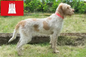 Lees meer over het artikel Spinone Italiano fokkers en pups in Hamburg