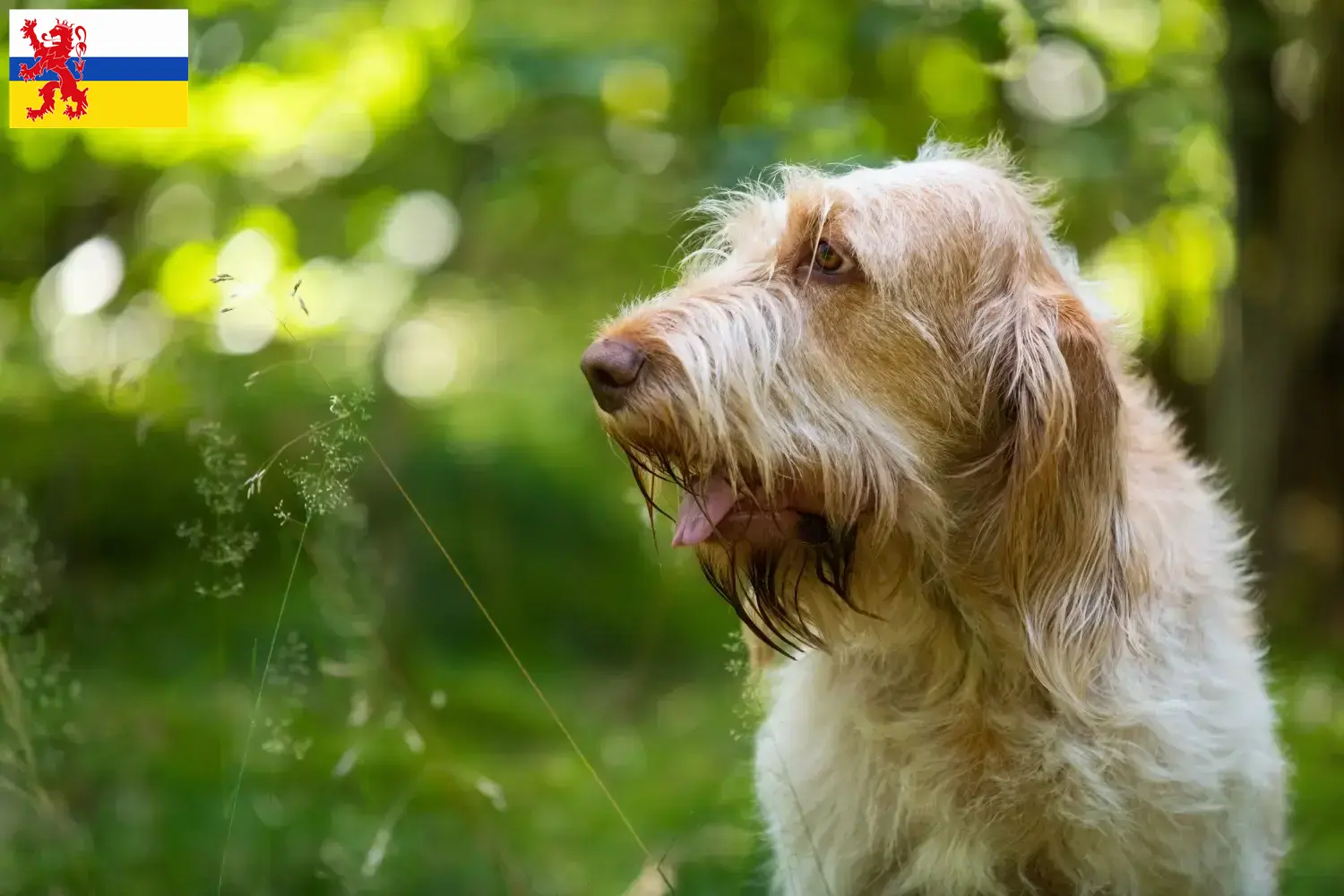 Spinone Italiano pups en fokkers Limburg Hier vind je Spinone Italianos fokkers in Limburg.