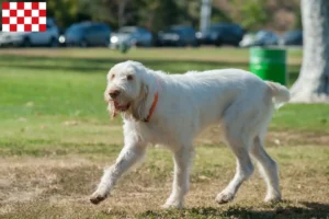 Lees meer over het artikel Spinone Italiano fokkers en pups in Noord-Brabant