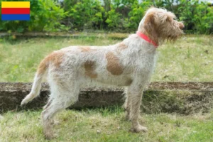 Lees meer over het artikel Spinone Italiano fokkers en pups in Noord-Holland