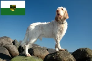 Lees meer over het artikel Spinone Italiano fokkers en pups in Saksen