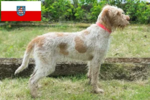 Lees meer over het artikel Spinone Italiano fokkers en pups in Thüringen
