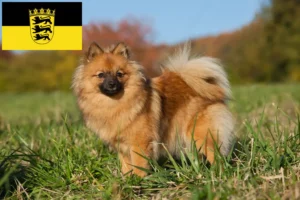 Lees meer over het artikel Spitz fokkers en pups in Baden-Württemberg