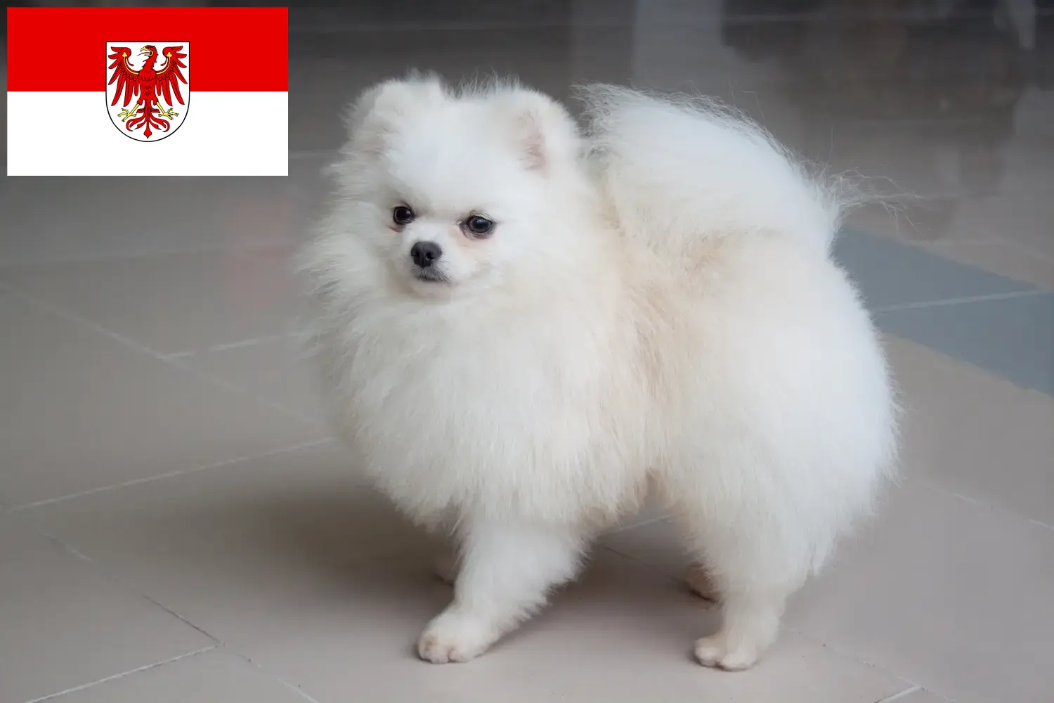 Spitz puppy's en fokkers Brandenburg Hier vind je topfokkers in Brandenburg.
