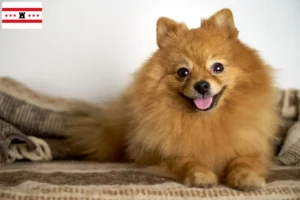 Lees meer over het artikel Spitz fokkers en pups in Drenthe