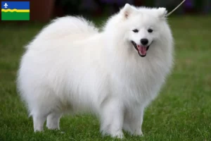 Lees meer over het artikel Spitz fokkers en pups in Flevoland