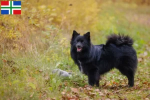 Lees meer over het artikel Spitz fokkers en pups in Groningen