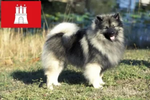 Lees meer over het artikel Spitz fokkers en pups in Hamburg