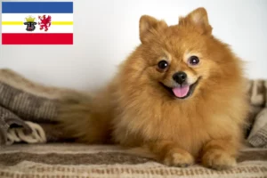 Lees meer over het artikel Spitz fokkers en pups in Mecklenburg-Vorpommern