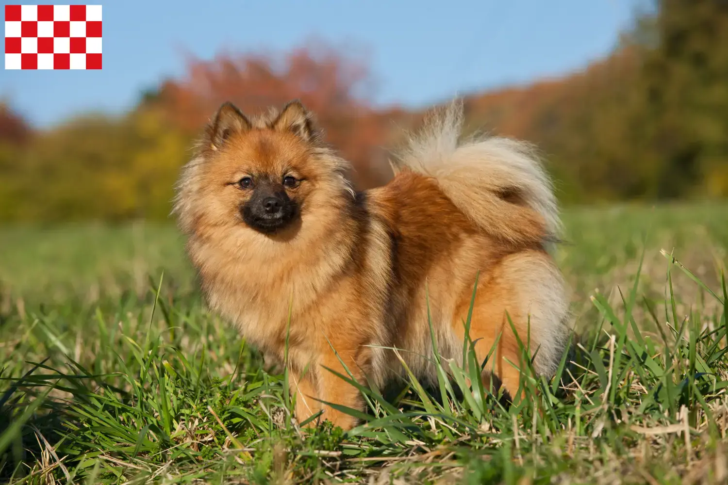 Spitz puppy's en fokkers Noord-Brabant Hier vind je topfokkers in Noord-Brabant.