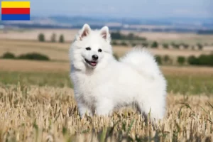 Lees meer over het artikel Spitz fokkers en pups in Noord-Holland
